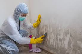 Why You Should Choose Our Mold Remediation Services in Bay Springs, MS